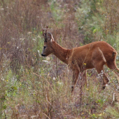 srnec na našej stope