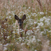 počkaj až vyrastiem