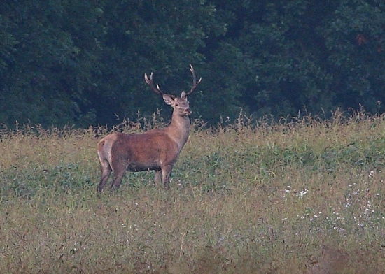 jeleň