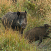 Prekvapenie na ceste