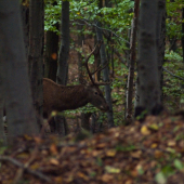 bočny jeleň