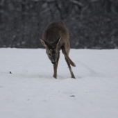 moči aj hrabe naraz