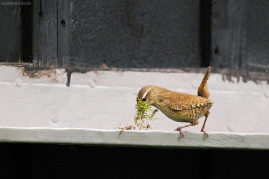 Střízlík obecný při stavbě hnízda.