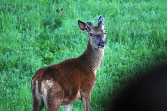 jelínek