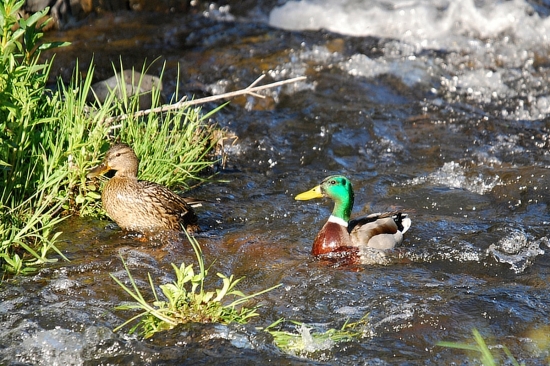 manželé, nebo přátelé... :-)