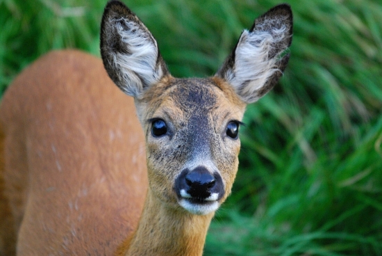 na návštěvě pod posedem