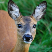 na návštěvě pod posedem