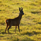 srnec v západu slunce