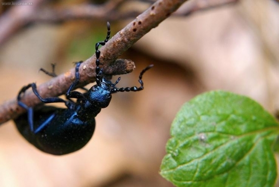 Májka fialová - Meloe violaceus