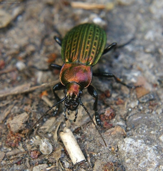 Bystruška medená - Carabus cancellatus