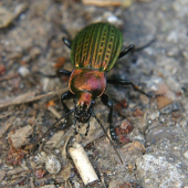 Bystruška medená - Carabus cancellatus