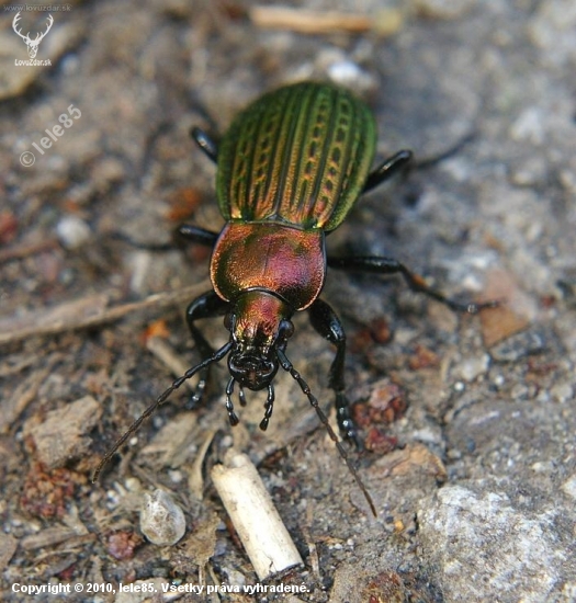 Bystruška medená - Carabus cancellatus