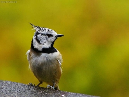 Sýkorka chochlatá - Lophophanes cristatus