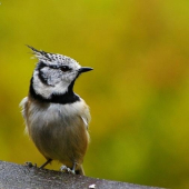 Sýkorka chochlatá - Lophophanes cristatus