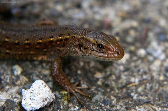 Jašterica živorodá - Zootoca vivipara