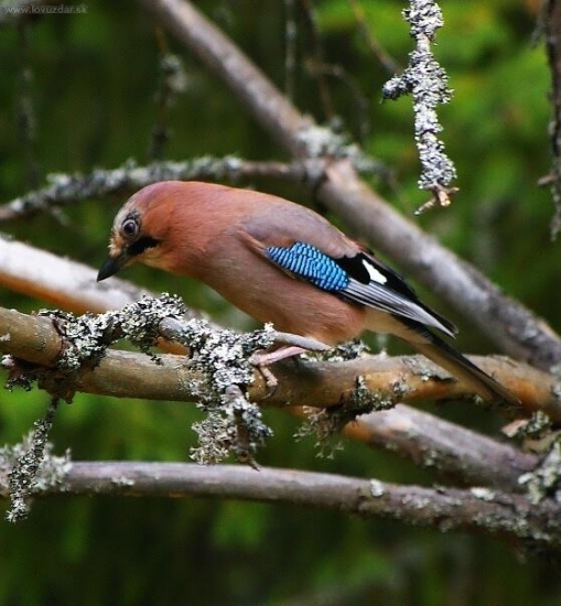 Sojka škriekavá - Garrulus glandarius