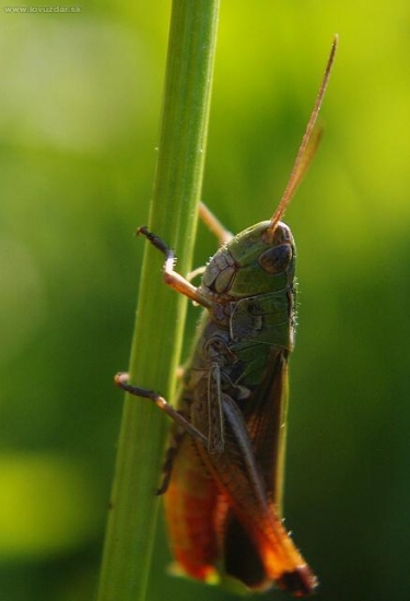 Koník lúčny - Chorthippus do