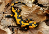 Salamadra škvrnitá - Salamandra salamandra
