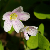 Kyslička obyčajná - Oxalis acetosella
