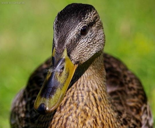 Kačica divá - Anas platyrhynchos