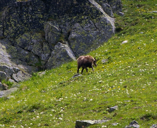 Kamzík