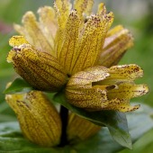 Horec bodkovaný - Gentiana punctata