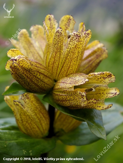 Horec bodkovaný - Gentiana punctata