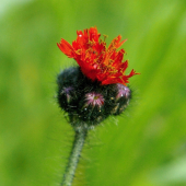 Chlpánik oranžový - Pilosella aurantiaca