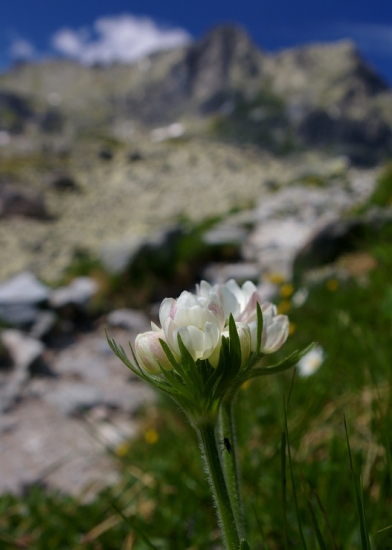 Veternica narcisokvetá - Anemone narcissiflora