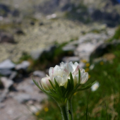 Veternica narcisokvetá - Anemone narcissiflora