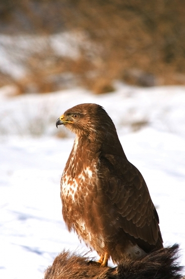 Myšiak lesný /Buteo buteo/
