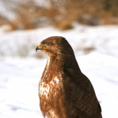 Myšiak lesný /Buteo buteo/