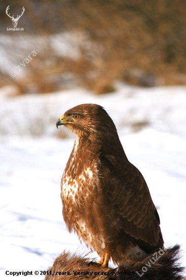 Myšiak lesný /Buteo buteo/