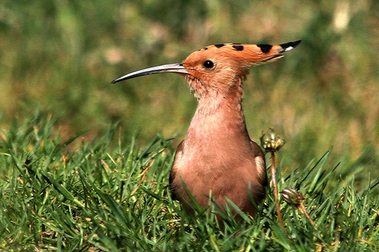 Dudok chochlatý /Upupa epops/