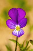 Fialka trojfarebná / Viola tricolor L./