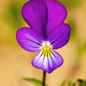 Fialka trojfarebná / Viola tricolor L./