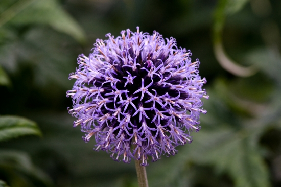 ježibaba guľatohlavá (Echinops sphaerocephalus)