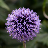ježibaba guľatohlavá (Echinops sphaerocephalus)