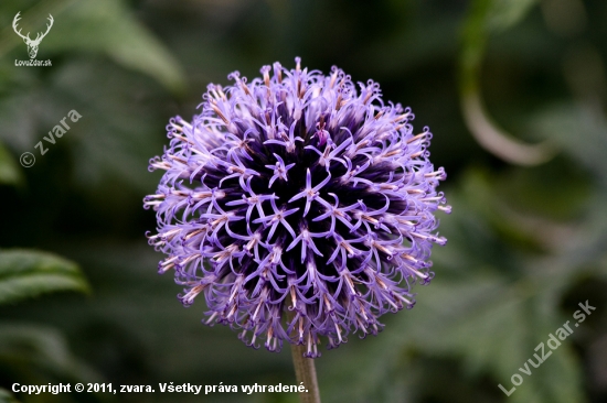 ježibaba guľatohlavá (Echinops sphaerocephalus)