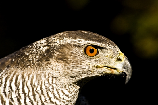 Jastrab lesný-samica 13.r