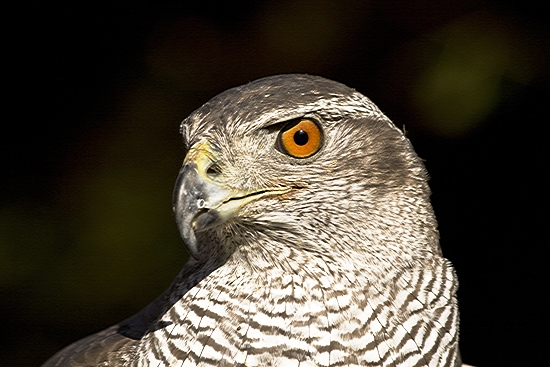 Jastrab lesný-samica 13.r