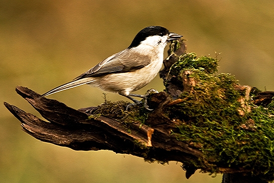 Sýkorka čiernohlavá/Parus montanus/