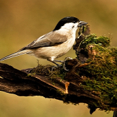 Sýkorka čiernohlavá/Parus montanus/