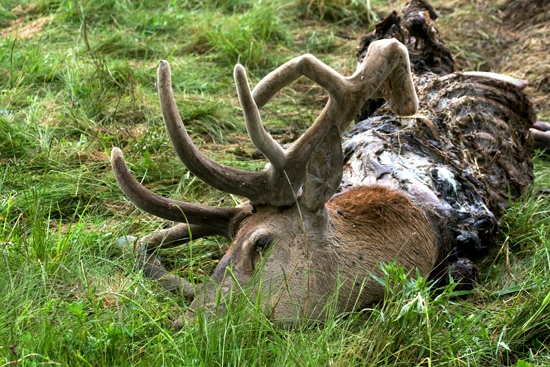 Osamelyvlk aj tento bol nedohľadaný ?