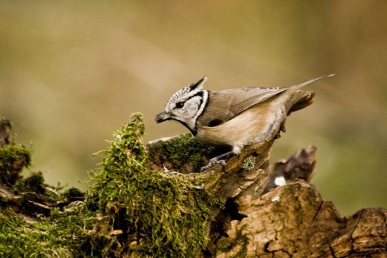 Sýkorka chochlatá /Parus cristatus/