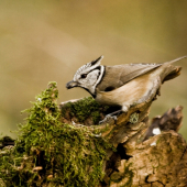 Sýkorka chochlatá /Parus cristatus/