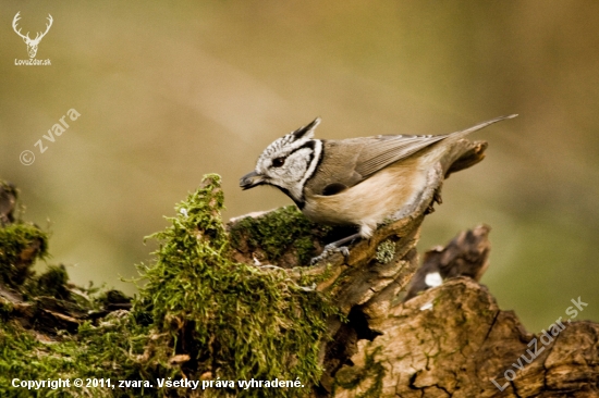Sýkorka chochlatá /Parus cristatus/