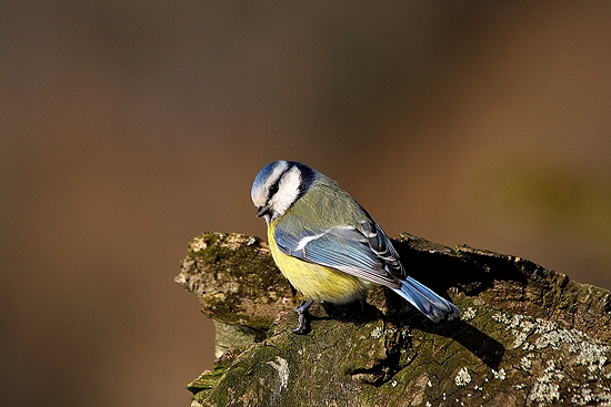 Sýkorka belasá /Parus caeruleus/