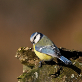 Sýkorka belasá /Parus caeruleus/