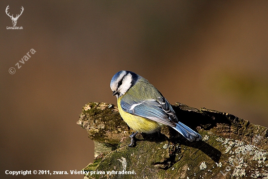 Sýkorka belasá /Parus caeruleus/